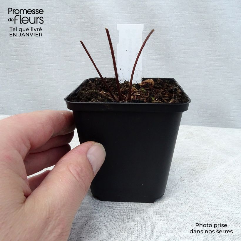 Exemplar von Astilbe chinensis var. taquetii Purpurlanze - Prachtspiere Kleine Töpfe von 8/9 cm wie im Winter geliefert