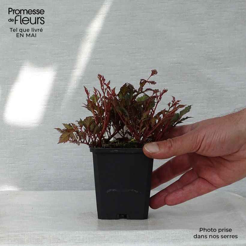 Exemplar von Astilbe crispa Perkeo - Prachtspiere Kleine Töpfe von 8/9 cm wie im Frühjahr geliefert