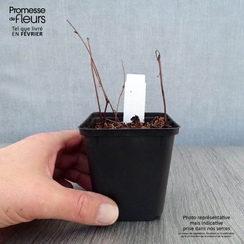 Exemplar von Astilbe japonica Delft Lace - Prachtspiere Kleine Töpfe von 8/9 cm wie im Winter geliefert