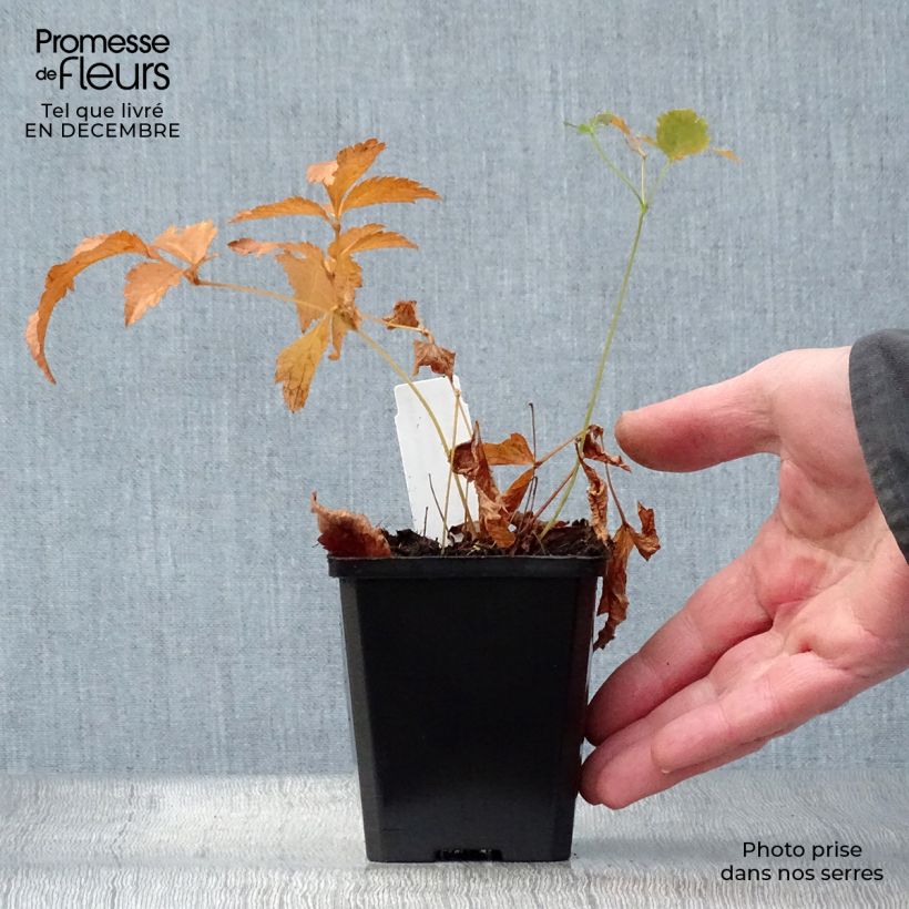 Exemplar von Astilbe japonica Deutschland - Prachtspiere Kleine Töpfe von 8/9 cm wie im Winter geliefert