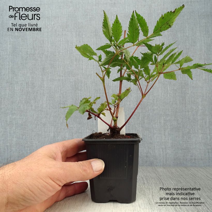 Exemplar von Astilbe japonica Montgomery - Prachtspiere Kleine Töpfe von 8/9 cm wie im Herbst geliefert