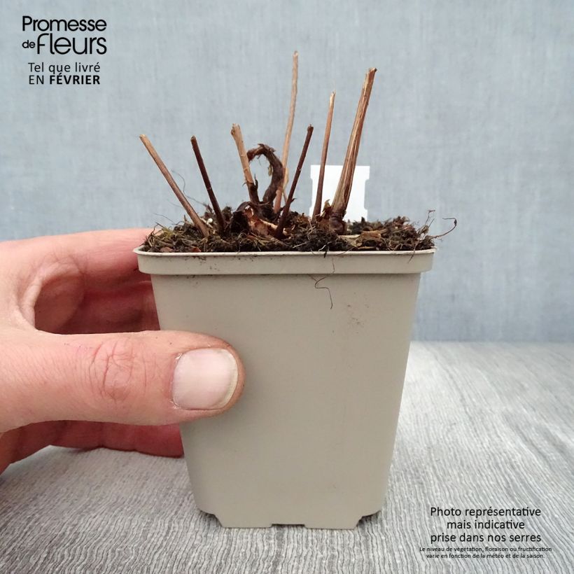 Exemplar von Astilbe japonica Peach Blossom - Prachtspiere Kleine Töpfe von 8/9 cm wie im Winter geliefert