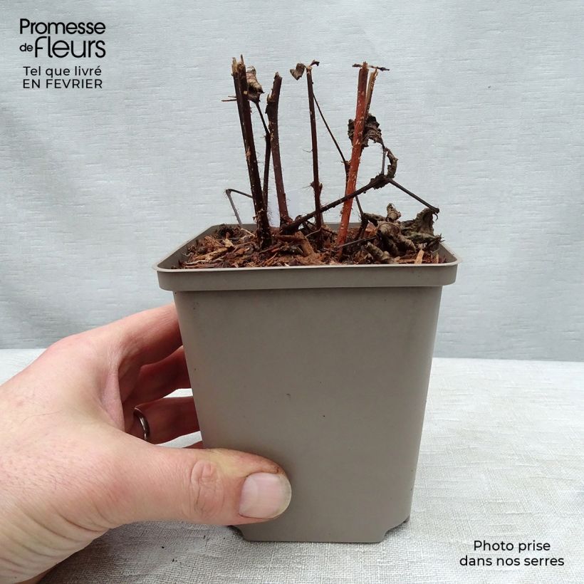 Exemplar von Astilbe japonica Red Sentinel - Prachtspiere Kleine Töpfe von 8/9 cm wie im Winter geliefert