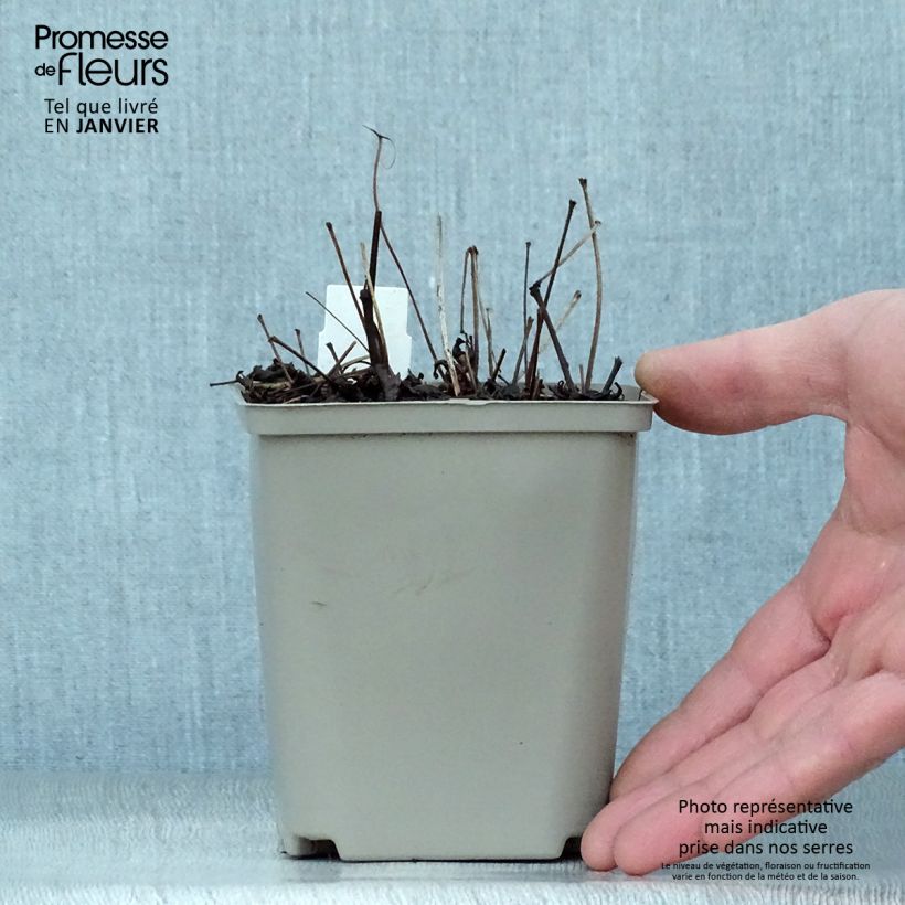 Exemplar von Astilbe simplicifolia Hennie Graafland - Prachtspiere Kleine Töpfe von 8/9 cm wie im Winter geliefert