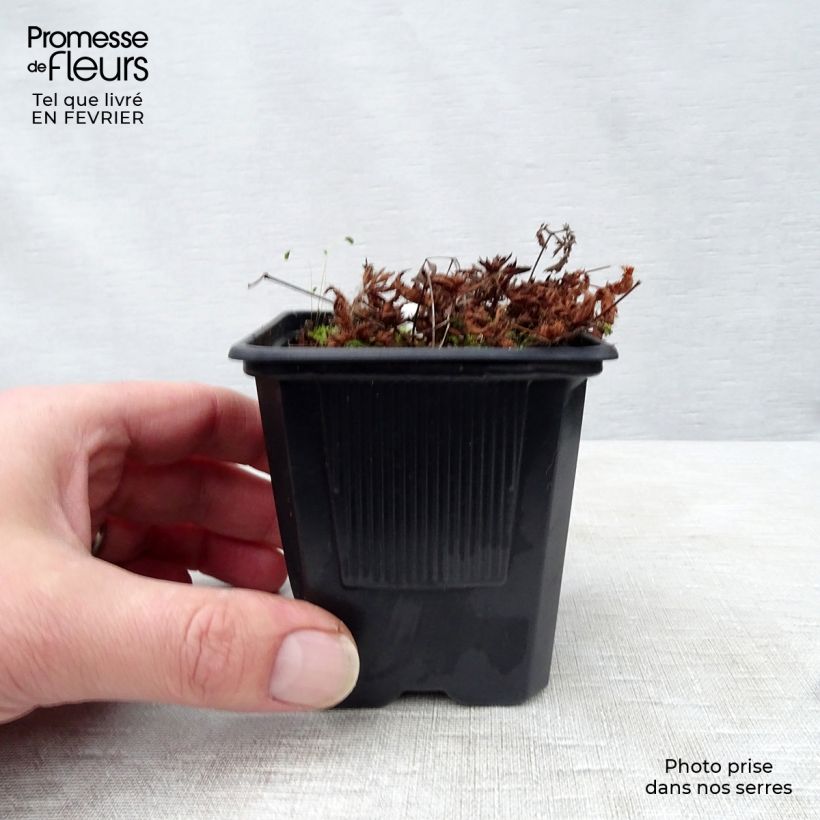 Exemplar von Astilbe simplicifolia Sprite - Prachtspiere Kleine Töpfe von 8/9 cm wie im Winter geliefert