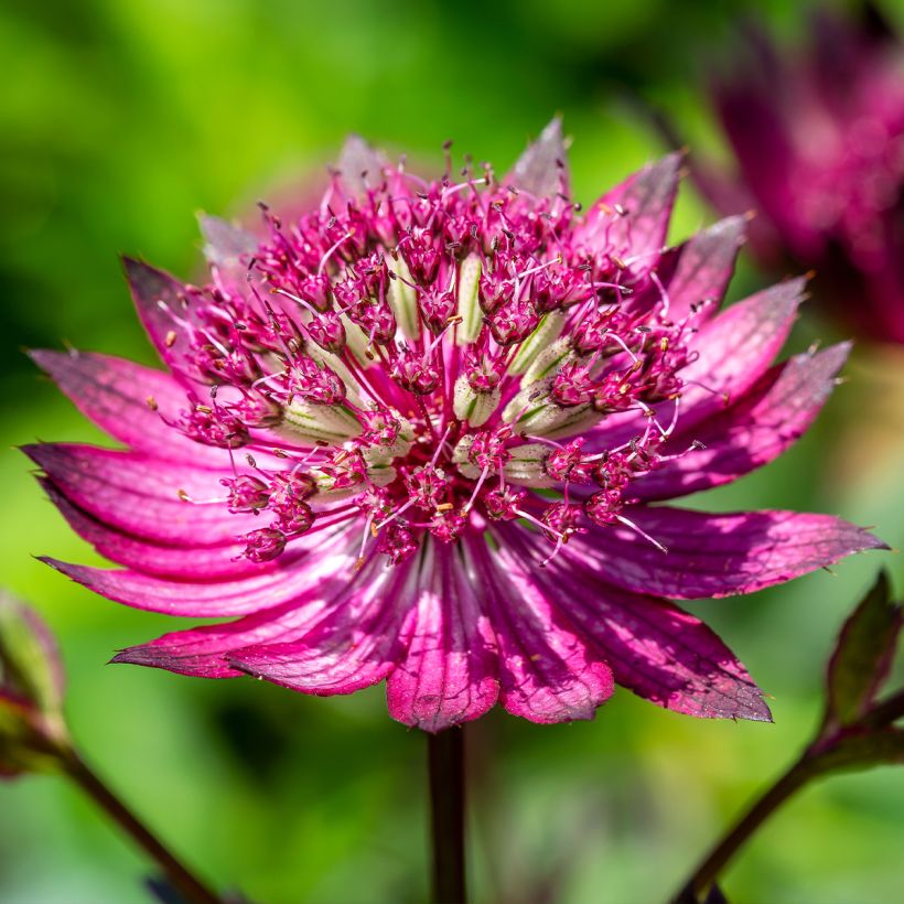 Astrantia Star of Love - Sterndolde (Blüte)