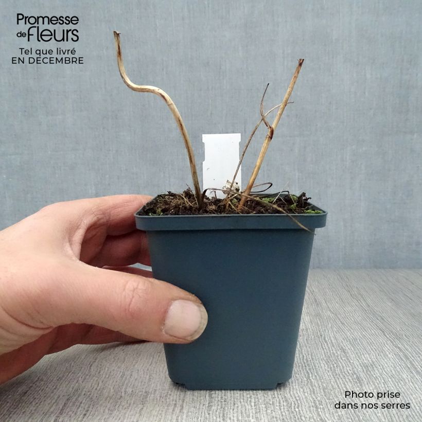 Exemplar von Astrantia Star of Billion - Sterndolde Kleine Töpfe von 8/9 cm wie im Winter geliefert