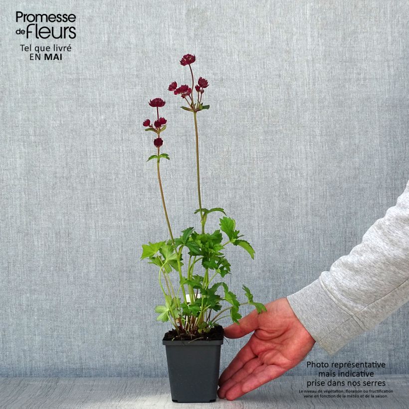 Exemplar von Astrantia Star of Love - Sterndolde Kleine Töpfe von 8/9 cm wie im Frühjahr geliefert