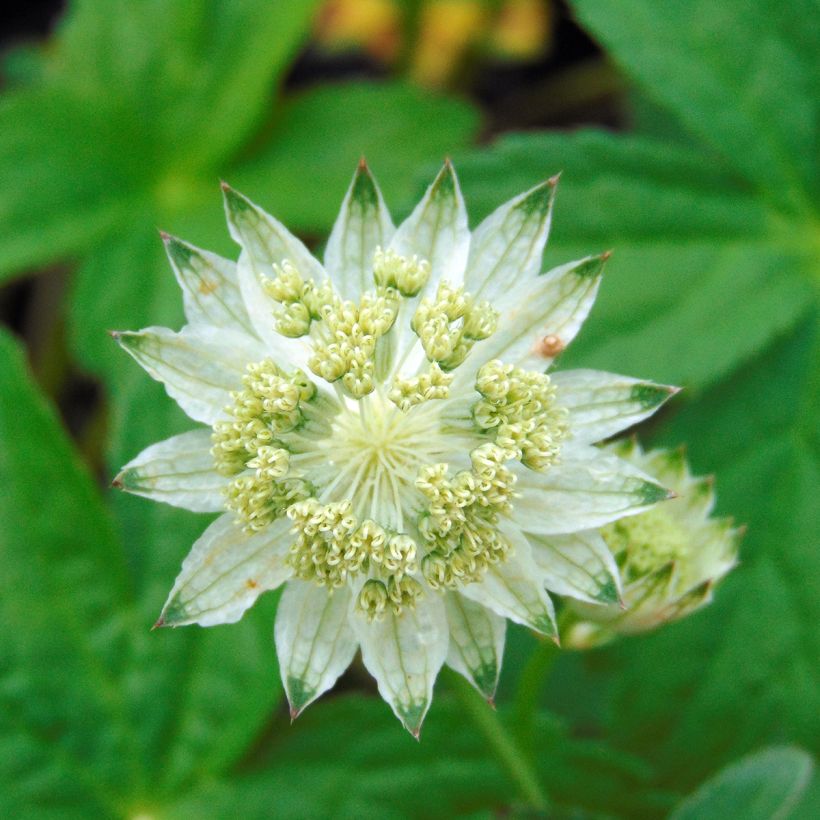 Astrantia major Alba - Sterndolde (Blüte)