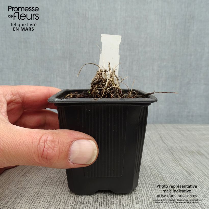 Exemplar von Astrantia major Alba - Sterndolde Kleine Töpfe von 8/9 cm wie im Frühjahr geliefert