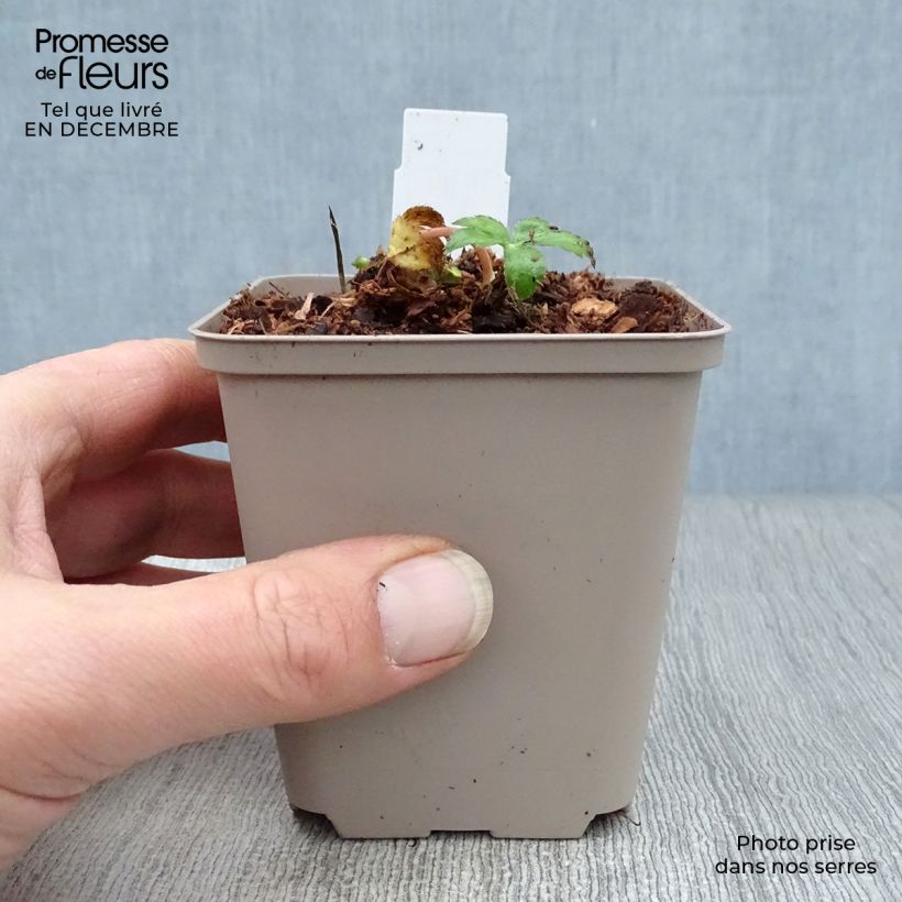 Exemplar von Astrantia Buckland - Sterndolde Kleine Töpfe von 8/9 cm wie im Winter geliefert