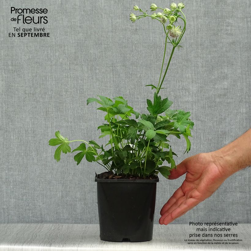 Exemplar von Astrantia Buckland - Sterndolde Topf mit 2L/3L wie im Herbst geliefert