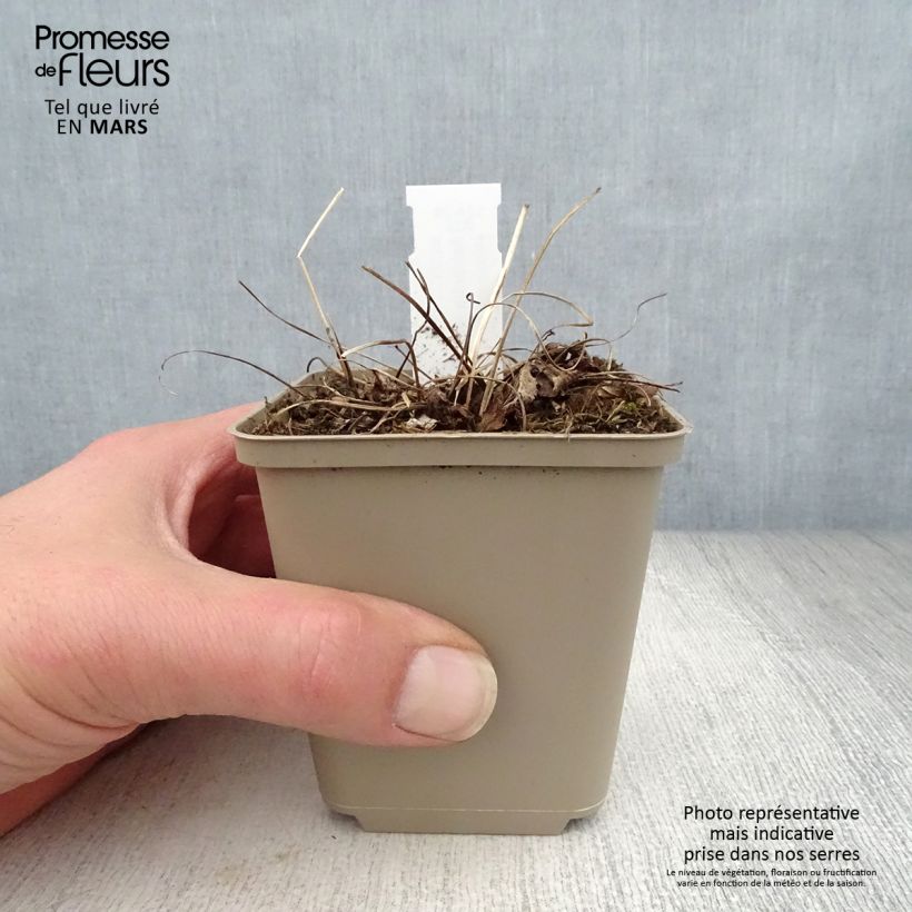 Exemplar von Astrantia Florence - Sterndolde Kleine Töpfe von 8/9 cm wie im Frühjahr geliefert