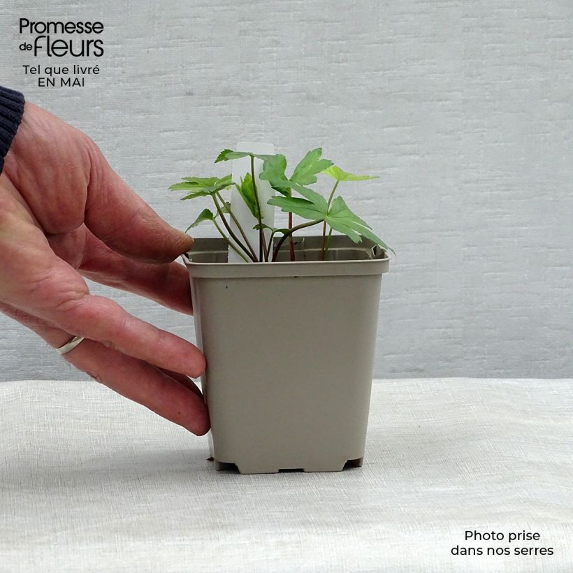 Exemplar von Astrantia Pink Pride - Sterndolde Kleine Töpfe von 8/9 cm wie im Frühjahr geliefert