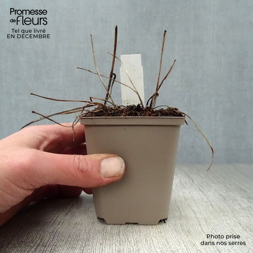 Exemplar von Astrantia Pink Pride - Sterndolde Kleine Töpfe von 8/9 cm wie im Winter geliefert