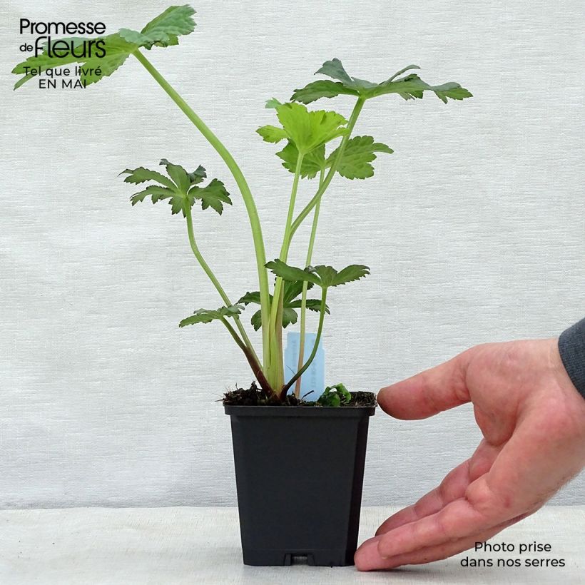 Exemplar von Astrantia Primadonna - Sterndolde Kleine Töpfe von 8/9 cm wie im Frühjahr geliefert