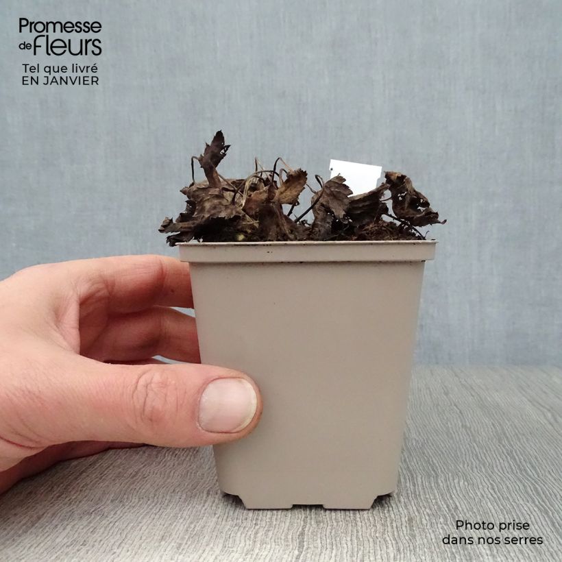 Exemplar von Astrantia Primadonna - Sterndolde Kleine Töpfe von 8/9 cm wie im Winter geliefert