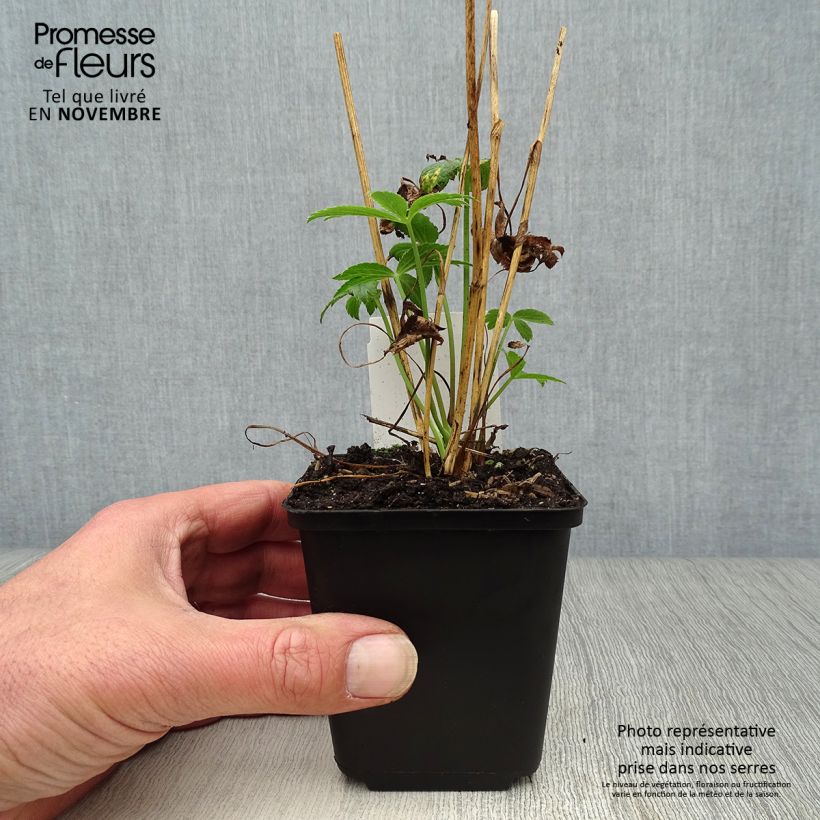 Exemplar von Astrantia Roma - Sterndolde Kleine Töpfe von 8/9 cm wie im Herbst geliefert