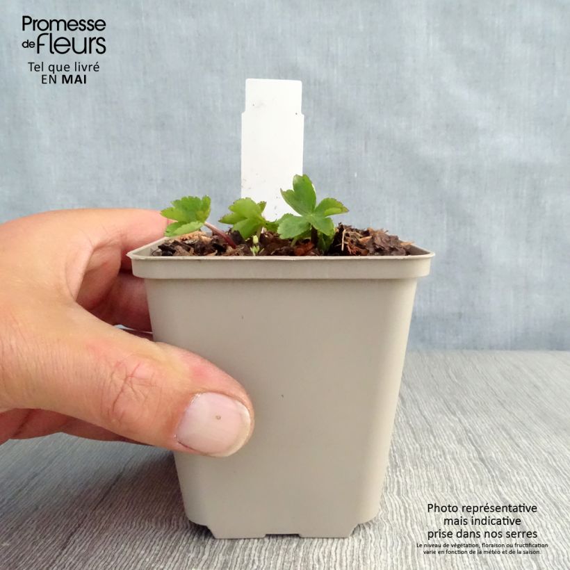 Exemplar von Astrantia major Rosea - Sterndolde Kleine Töpfe von 8/9 cm wie im Frühjahr geliefert