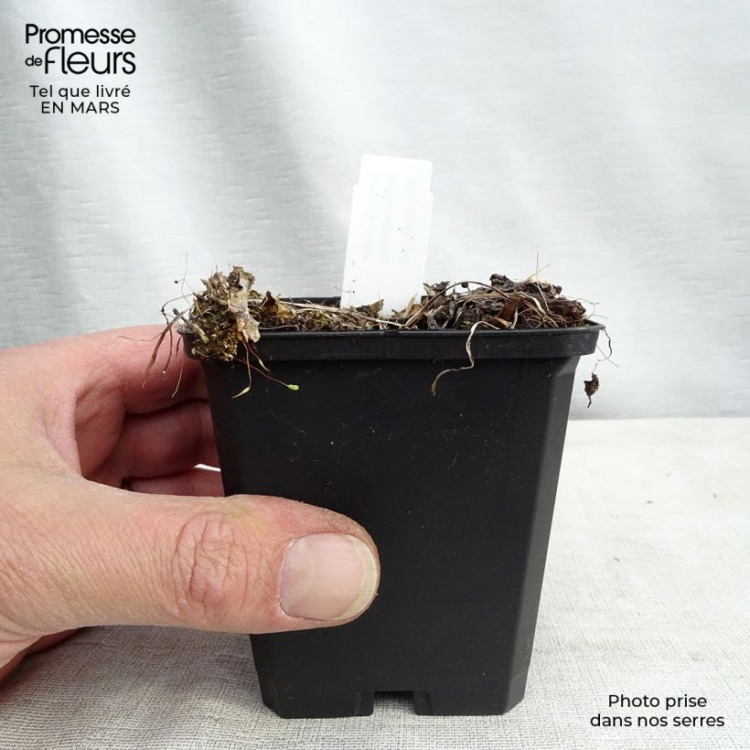 Exemplar von Astrantia Rosensinfonie - Sterndolde Kleine Töpfe von 8/9 cm wie im Frühjahr geliefert