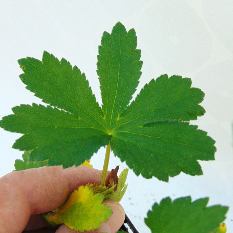 Astrantia major Rubra - Sterndolde (Laub)