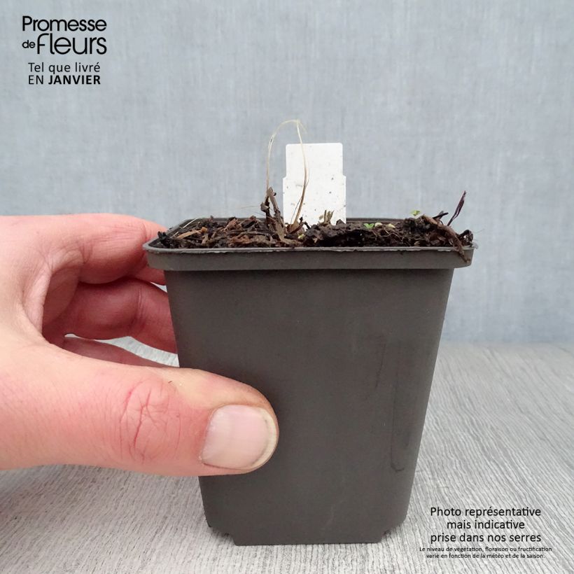 Exemplar von Astrantia Ruby Wedding - Sterndolde Kleine Töpfe von 8/9 cm wie im Winter geliefert