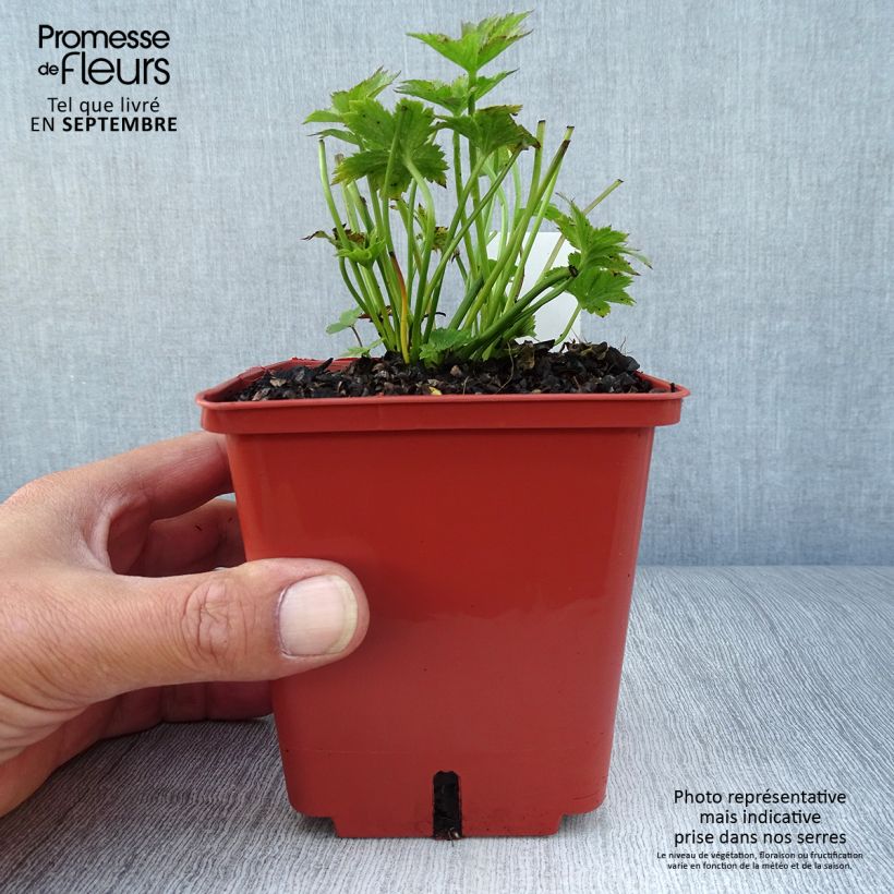 Exemplar von Astrantia Ruby Wedding - Sterndolde Topf mit 1L/1,5L wie im Herbst geliefert