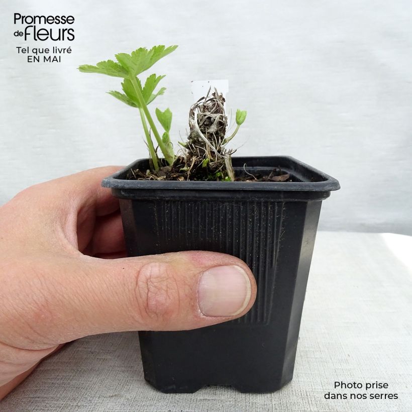 Exemplar von Astrantia Shaggy - Sterndolde Kleine Töpfe von 8/9 cm wie im Frühjahr geliefert