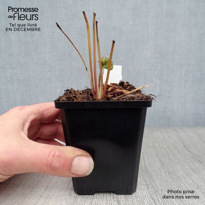 Exemplar von Astrantia Star of Beauty - Sterndolde Kleine Töpfe von 8/9 cm wie im Winter geliefert