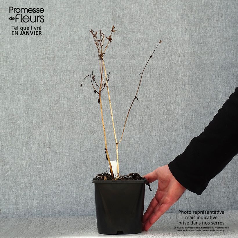 Exemplar von Astrantia Star of Beauty - Sterndolde Topf mit 1,5L/2L wie im Winter geliefert