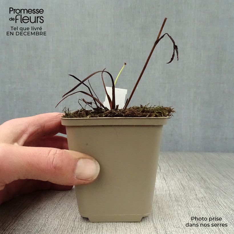 Exemplar von Astrantia Star of Passion - Sterndolde Kleine Töpfe von 8/9 cm wie im Winter geliefert