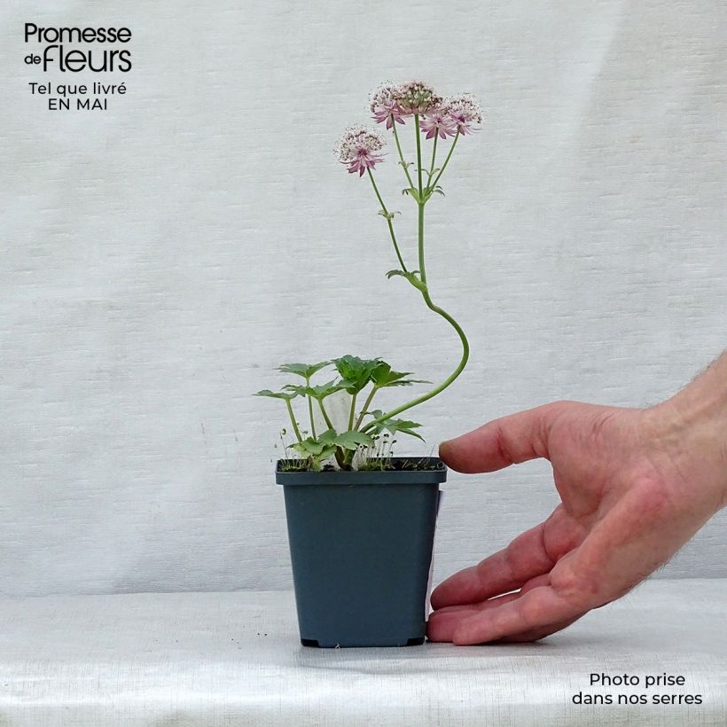 Exemplar von Astrantia Star of Treasure - Sterndolde Kleine Töpfe von 8/9 cm wie im Frühjahr geliefert