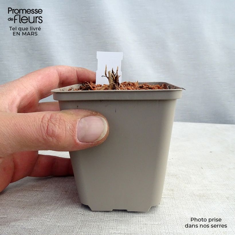 Exemplar von Astrantia White Giant - Große Sterndolde Kleine Töpfe von 8/9 cm wie im Frühjahr geliefert