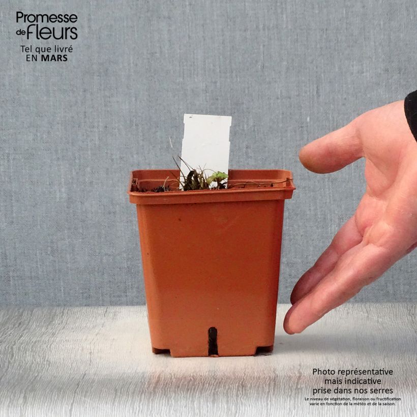 Exemplar von Astrantia Venice - Sterndolde Topf mit 1,5L/2L wie im Frühjahr geliefert