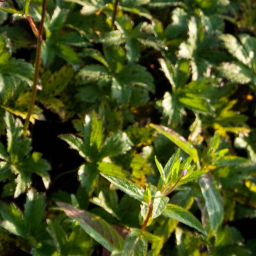 Astrantia Hadspen Blood - Sterndolde (Laub)