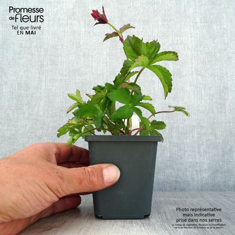 Exemplar von Astrantia Cerise Button - Sterndolde Kleine Töpfe von 8/9 cm wie im Frühjahr geliefert