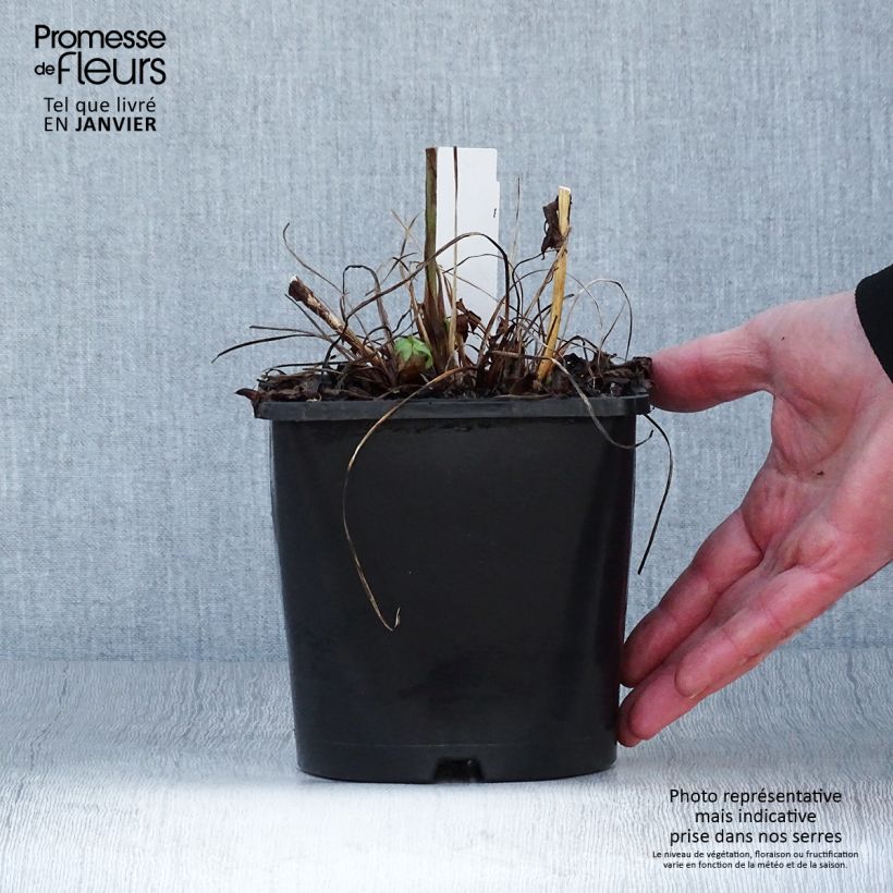 Exemplar von Astrantia Cerise Button - Sterndolde Topf mit 2L/3L wie im Winter geliefert