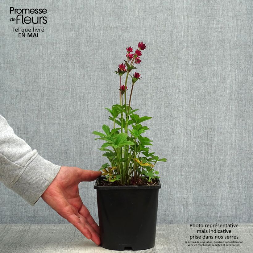 Exemplar von Astrantia Cerise Button - Sterndolde Topf mit 2L/3L wie im Frühjahr geliefert