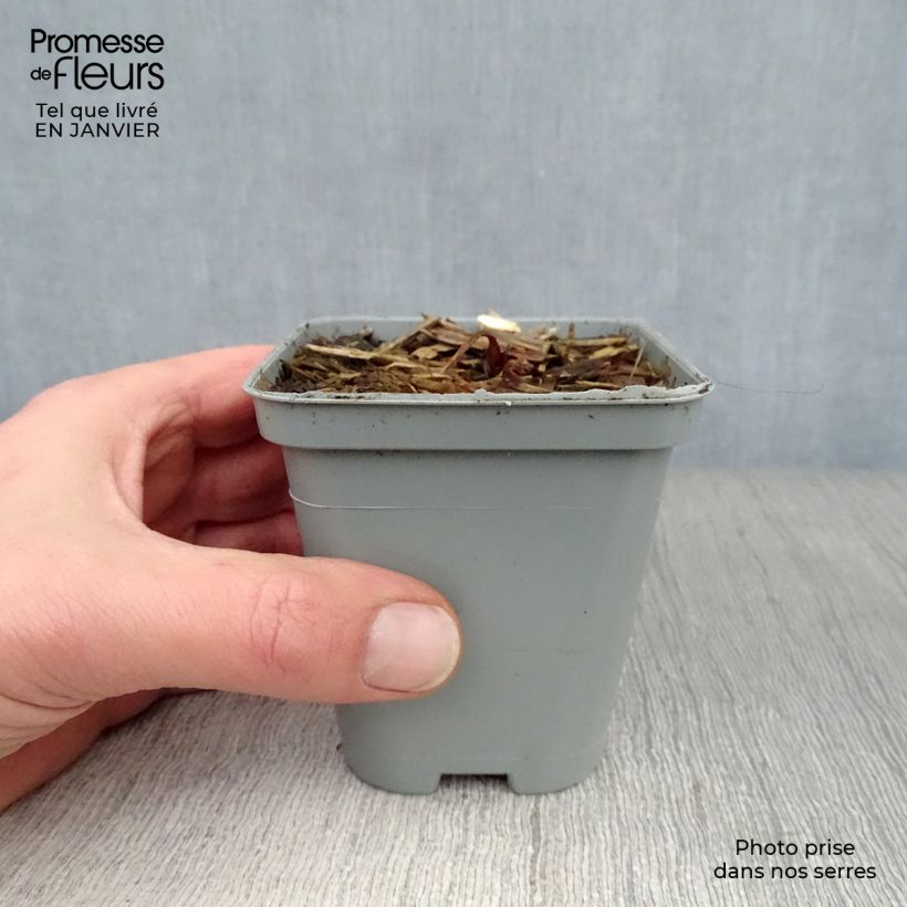 Exemplar von Astrantia major - Große Sterndolde Kleine Töpfe von 8/9 cm wie im Winter geliefert