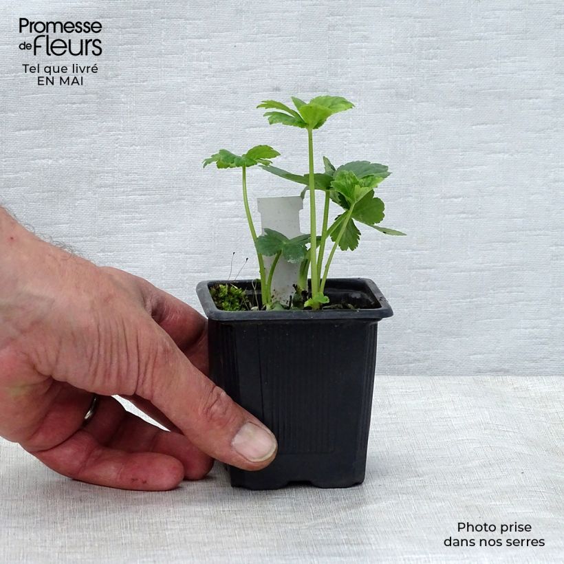 Exemplar von Astrantia major - Große Sterndolde Kleine Töpfe von 8/9 cm wie im Frühjahr geliefert