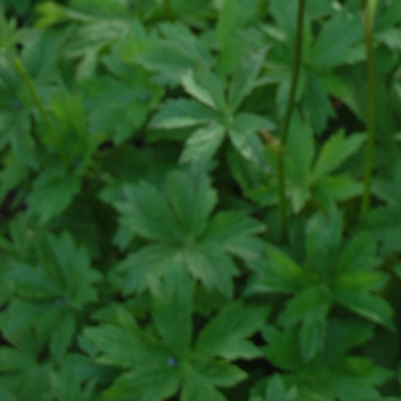 Astrantia Lars - Sterndolde (Laub)