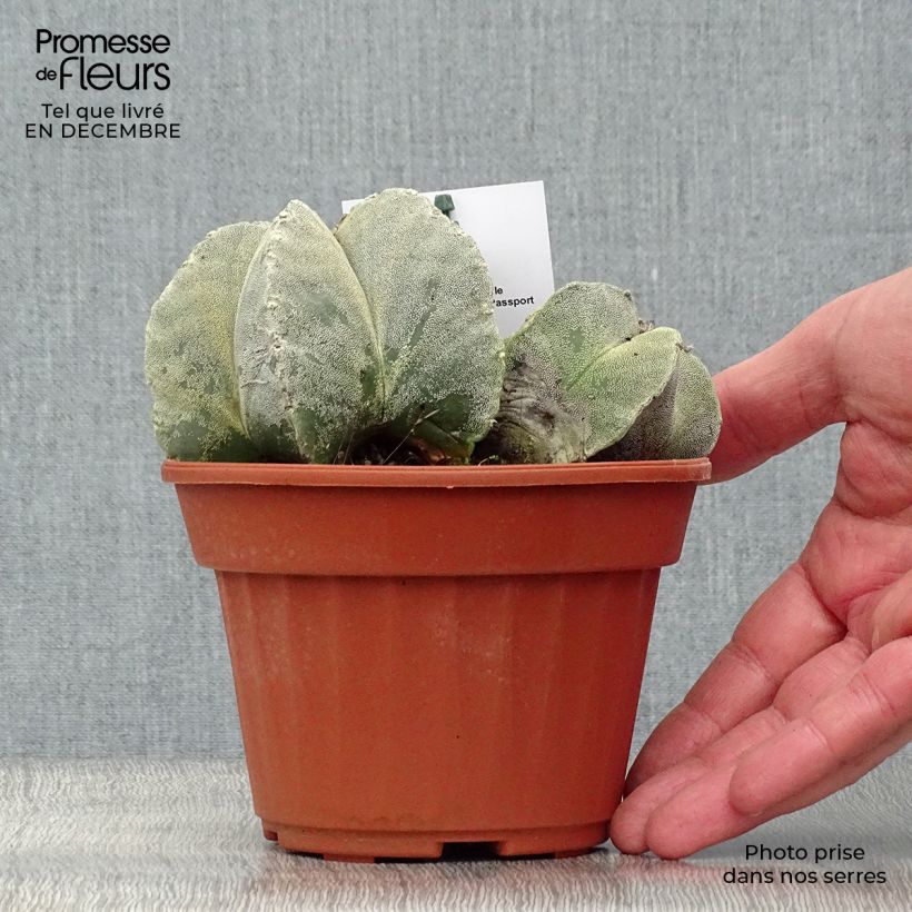 Exemplar von Astrophytum myriostigma - Bischofsmütze Topf 12 cm / 13 cm wie im Winter geliefert