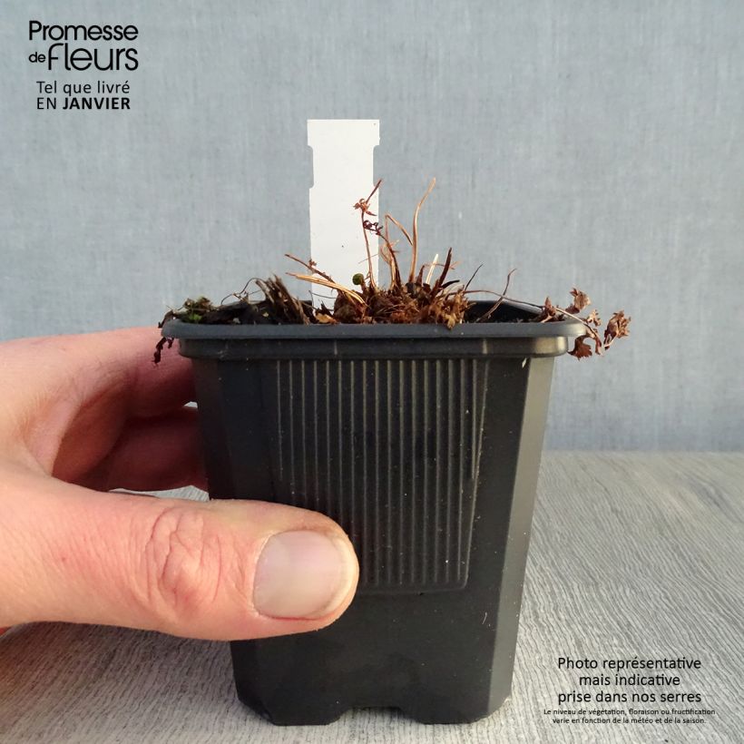 Exemplar von Athyrium filix-femina - Wald-Frauenfarn Kleine Töpfe von 8/9 cm wie im Winter geliefert