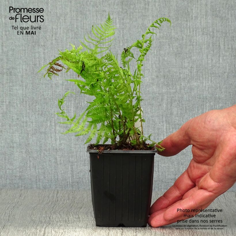 Exemplar von Athyrium filix-femina var. angustum forma rubellum Lady in Red - Regenbogenfarn Kleine Töpfe von 8/9 cm wie im Frühjahr geliefert