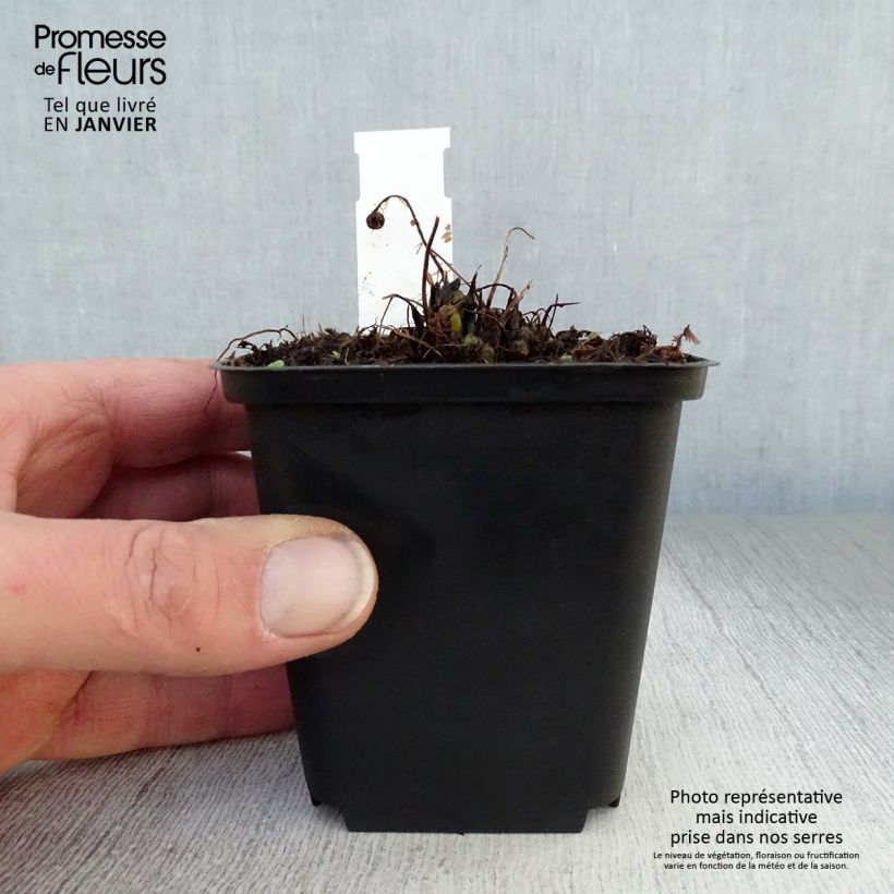 Exemplar von Athyrium filix-femina Rotstiel - Wald-Frauenfarn Kleine Töpfe von 8/9 cm wie im Winter geliefert