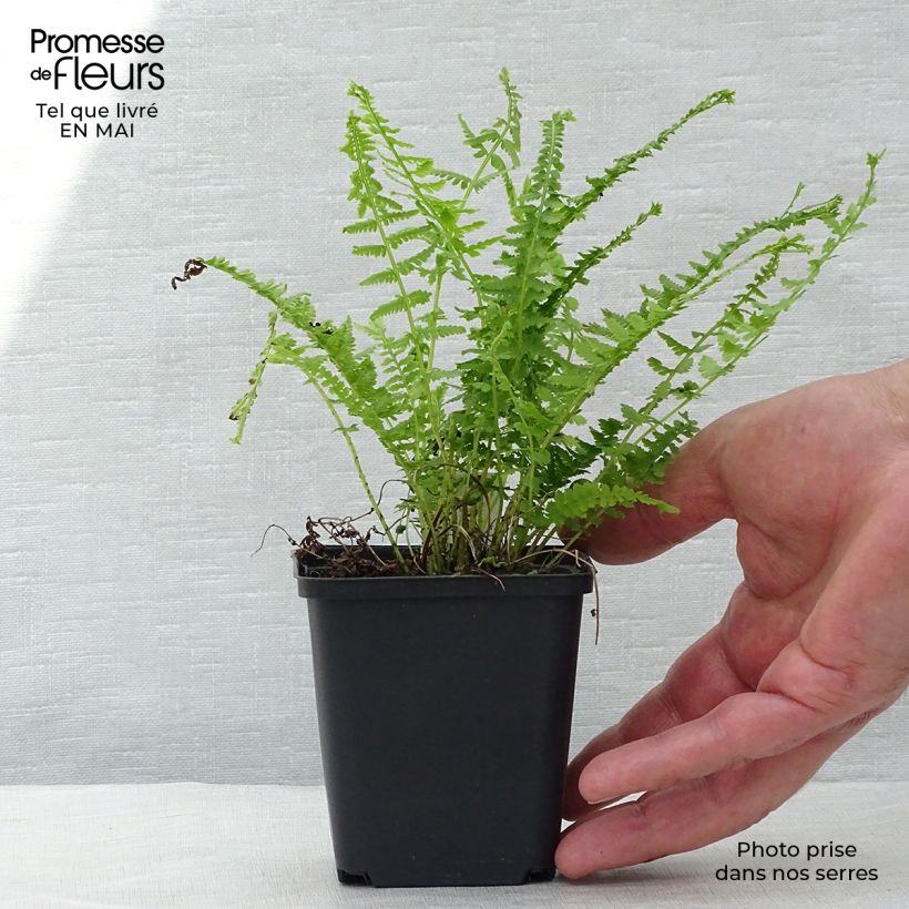 Exemplar von Athyrium filix-femina Victoriae - Wald-Frauenfarn Kleine Töpfe von 8/9 cm wie im Frühjahr geliefert