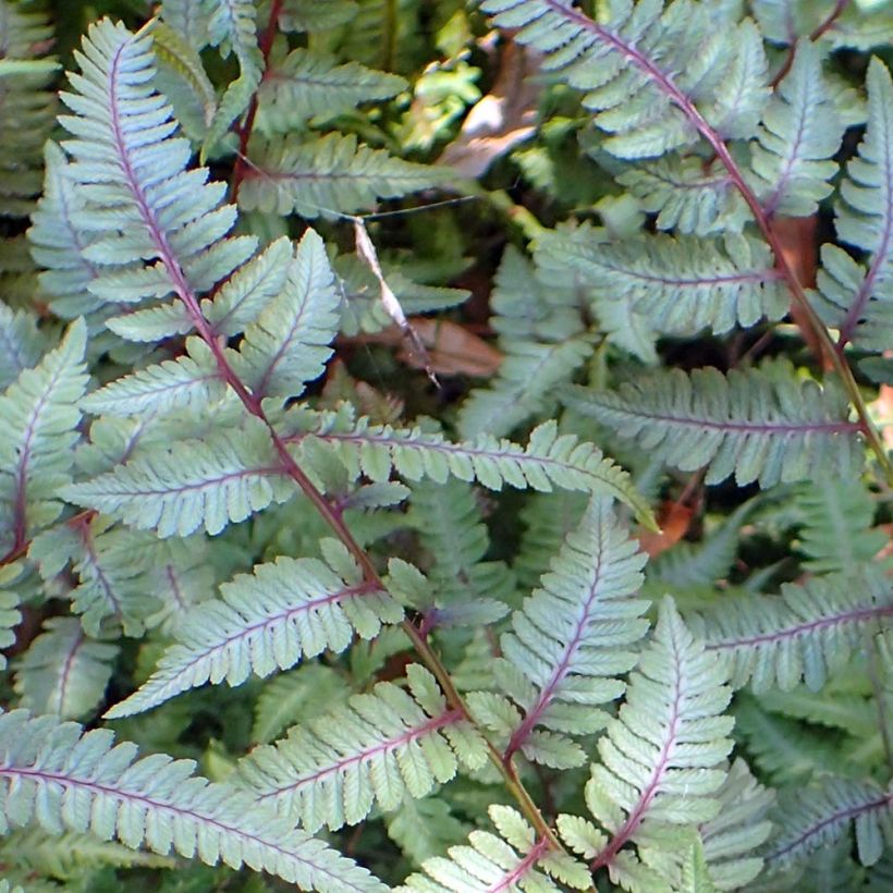 Athyrium niponicum Burgundy Lace - Regenbogenfarn (Laub)
