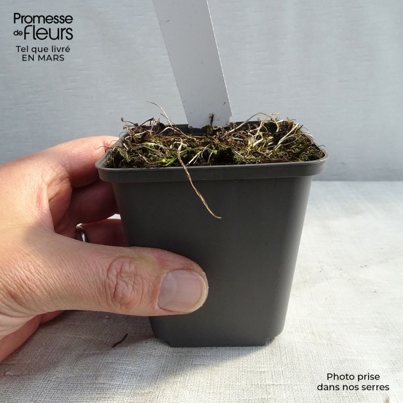 Exemplar von Athyrium niponicum Burgundy Lace - Regenbogenfarn Kleine Töpfe von 8/9 cm wie im Frühjahr geliefert