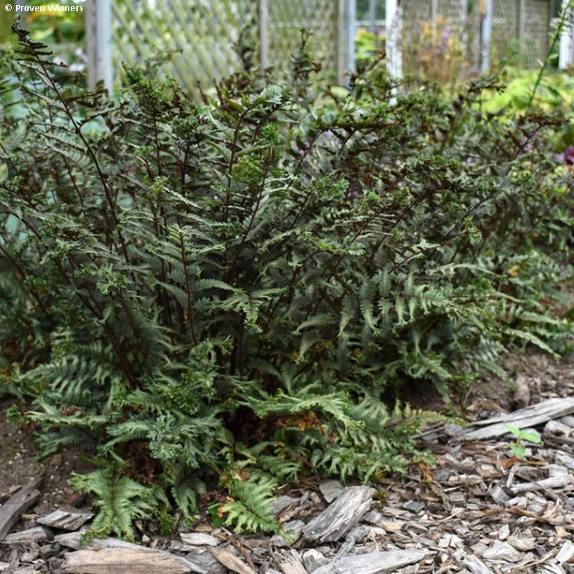 Athyrium niponicum Crested Surf - Regenbogenfarn (Hafen)
