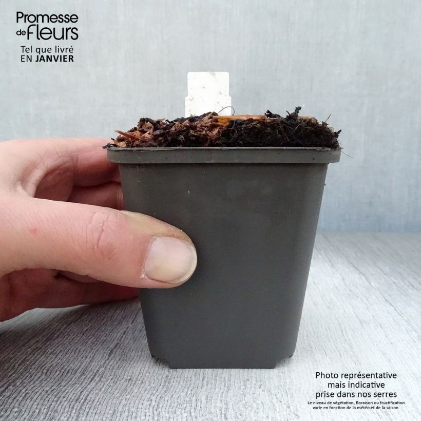 Exemplar von Athyrium niponicum Pewter Lace - Regenbogenfarn Kleine Töpfe von 8/9 cm wie im Winter geliefert